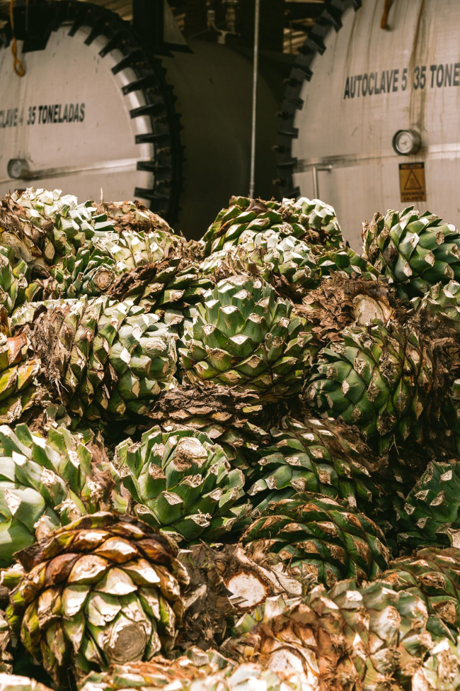 Not A Celebrity Tequila Production